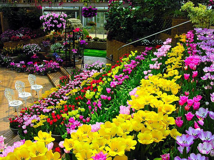 Flowers in Greenhouse ‧:﹎｡‧::‧ (^∇^) 3