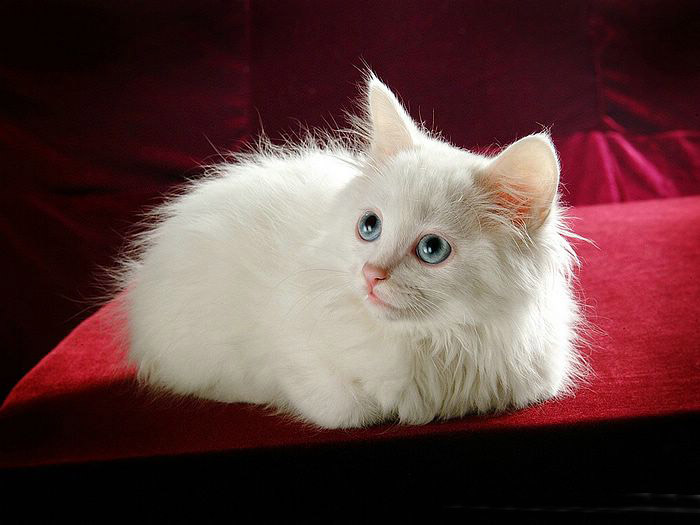 Persian Cat  ‧:﹎｡‧::‧ (^∇^) 