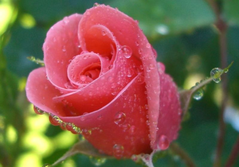 Rose & Rain