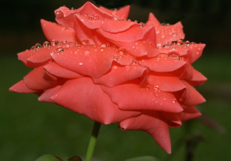 Rose & Rain