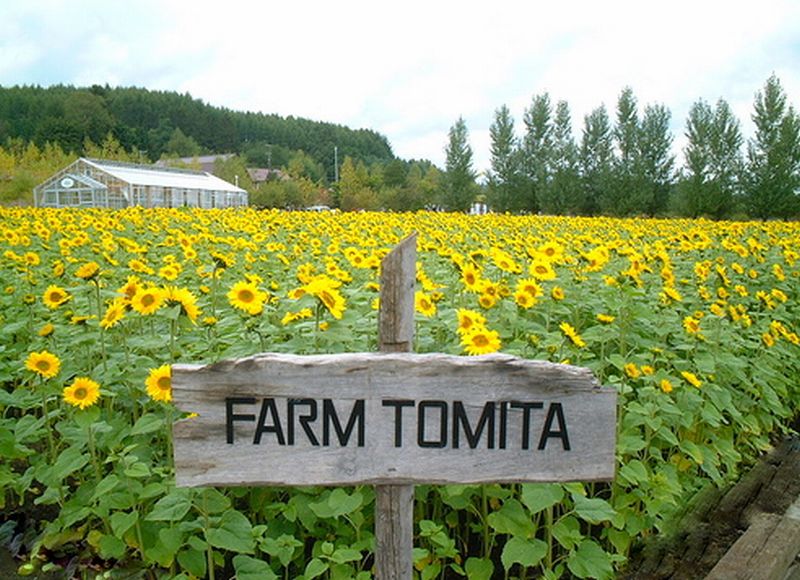 ฟาร์ม Tomita:Japan