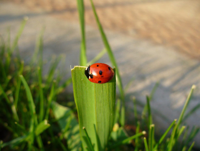 lady bug •°•.° ღ.