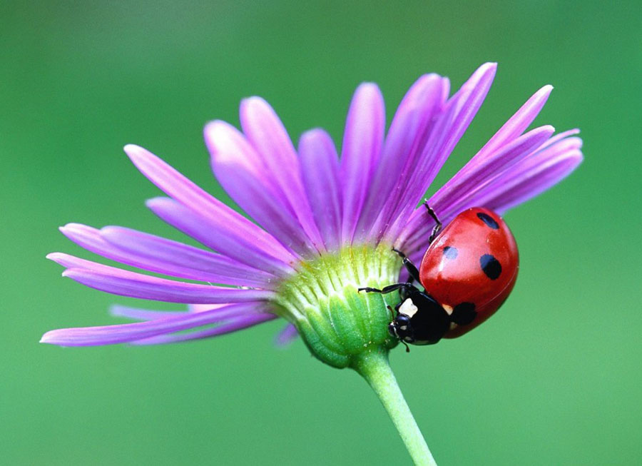 lady bug •°•.° ღ.