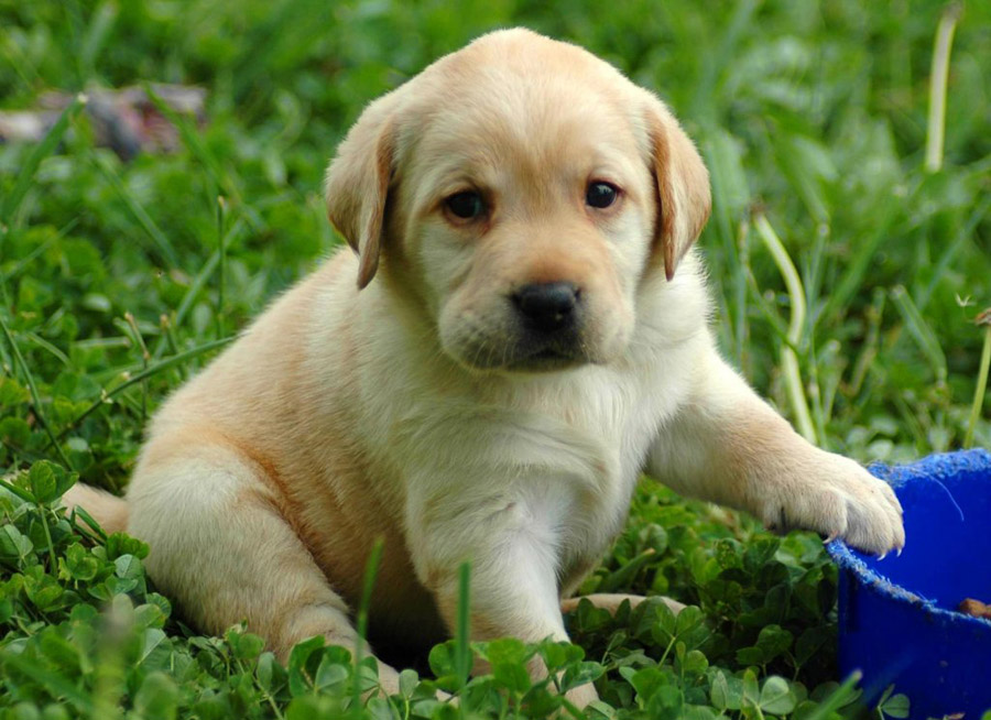 Lovely Puppy •°•.° ღ. 2