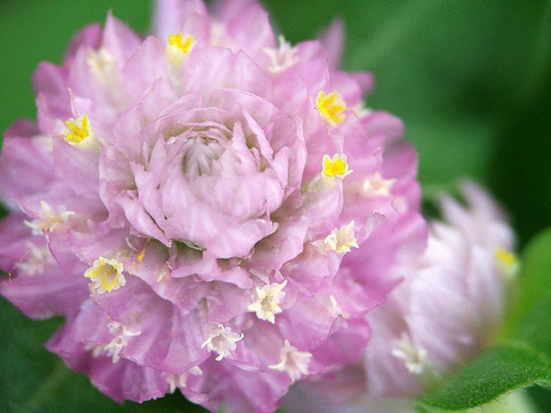 ดอกบานไม่รู้โรย (Globe Amaranth)