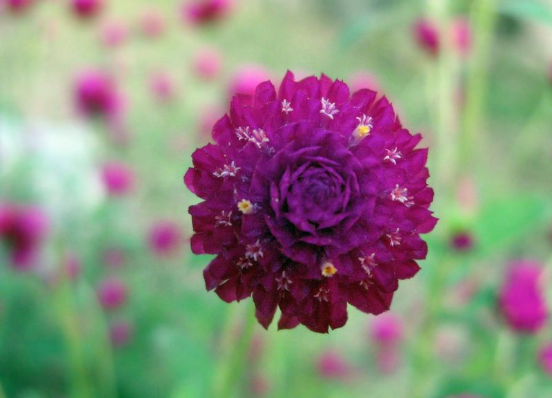 ดอกบานไม่รู้โรย (Globe Amaranth)