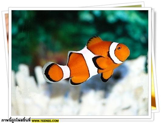 ♥ มารู้จักปลาการ์ตูน (Clownfish) กัน ♥