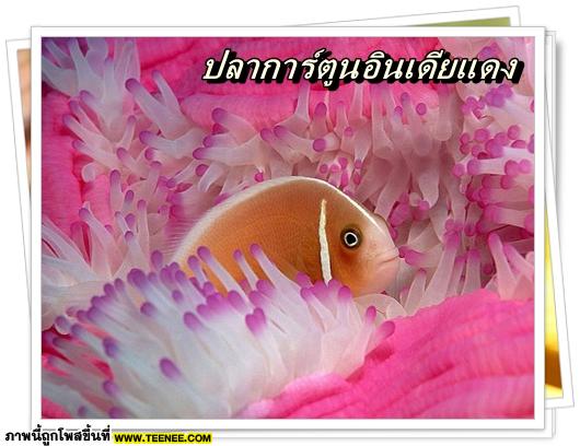 ♥ มารู้จักปลาการ์ตูน (Clownfish) กัน ♥
