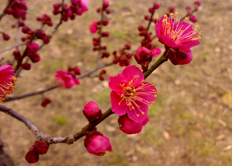 \"ดอกไม้สวยๆ\"  (แก้ไข)