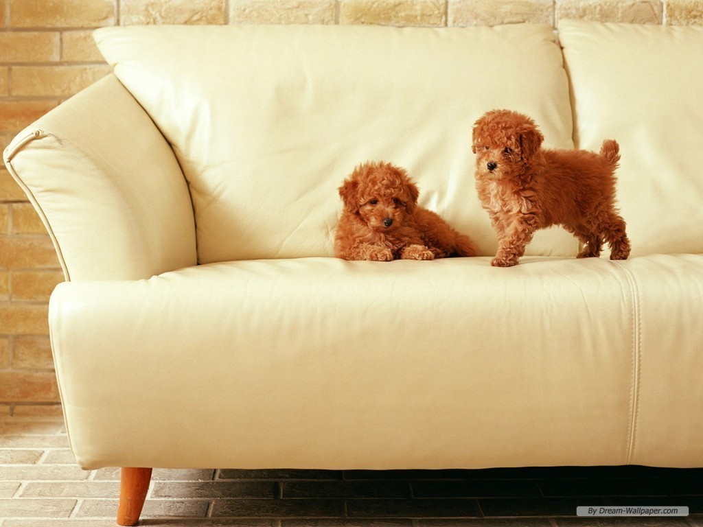 ♥ Doggy Wallpaper...Vol(1) ♥