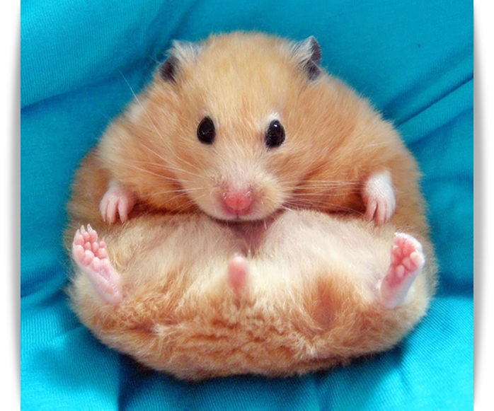 ♥ Cutie Hamster ♥ 