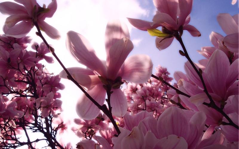 ♥Blossom Blossom : ยามเมื่อดอกไม้บาน♥