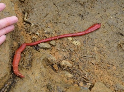 ♣ ปลิงยักษ์ คินาบาลู ( Kinabalu Giant Red Leech ) ♣ 