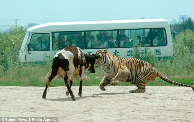 ♣ สวนสัตว์จีนนำวัวเป็นๆให้เสือรุมขย้ำโชว์นักท่องเที่ยว ♣ 