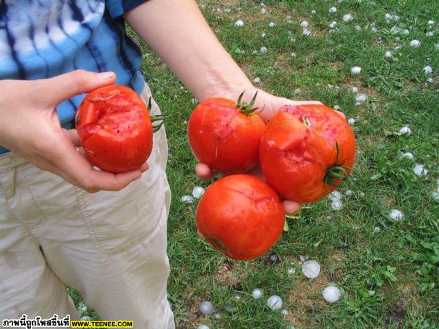 ICE Rain in Minnesota,USA (จากภาวะโลกร้อน)