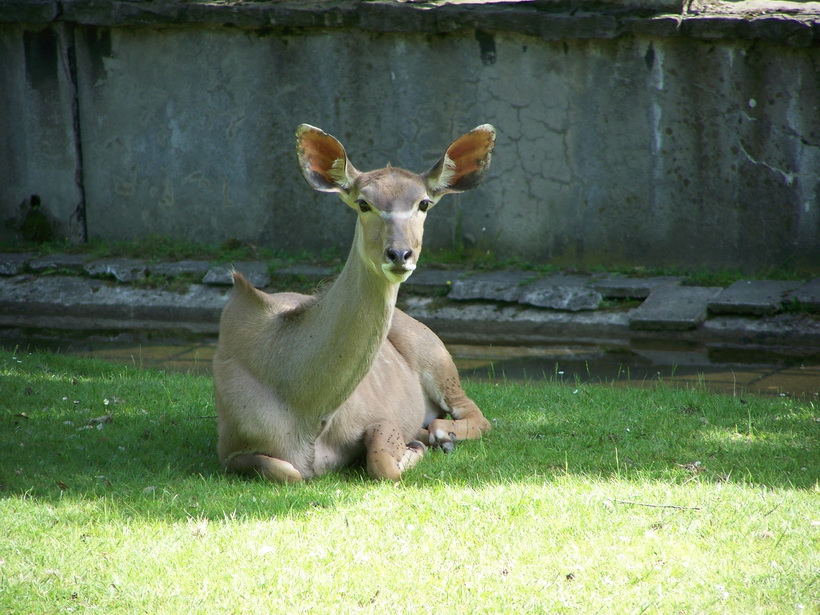 Wildlife  Animals