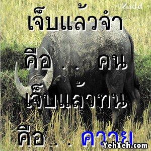 คำคมฮาๆ