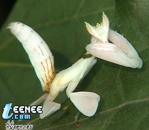 ตัวนี้คือตั๊กแตนดอกไม้ มีชื่อพันธุ์ว่า Hymenopus coronatus