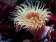 ดอกไม้แห่งท้องทะเล (Sea anemone)