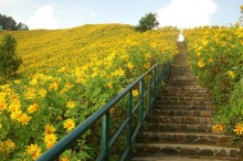 Sun Flowers (^-^)