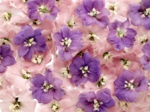 * ~ + Flower Petal Wallpapers + ~ * ( I )