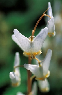 ดอก Dutchman's Breeches สวยสะอาดตา