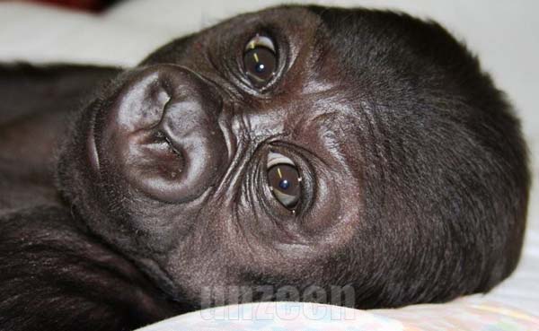 Gorilla Cub..น่ารักดีค่ะ!! (1)