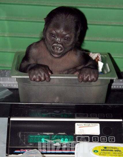 Gorilla Cub..น่ารักดีค่ะ!! (1)