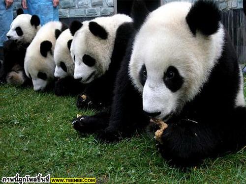 เอาใจคนรักแพนด้า : Panda น้อยจอมซน 2