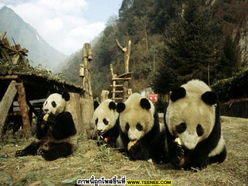 เอาใจคนรักแพนด้า : Panda น้อยจอมซน 2
