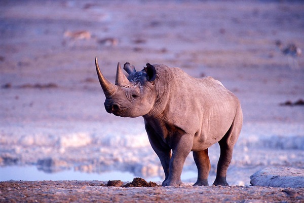 **Etosha National Park in Namibia** (1)