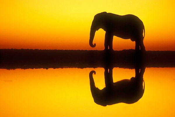 **Etosha National Park in Namibia** (1)