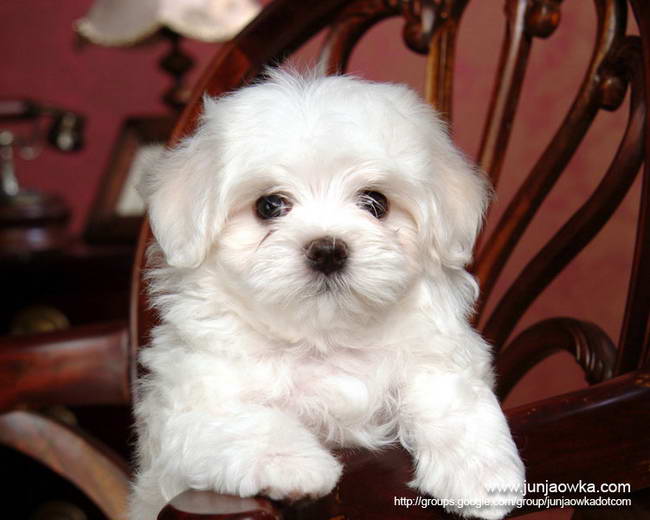 White Baby Doggy