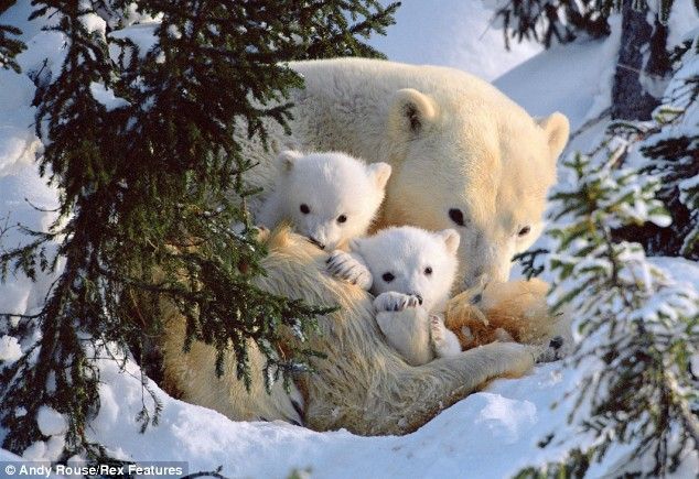 First steps of polar baby bears 
