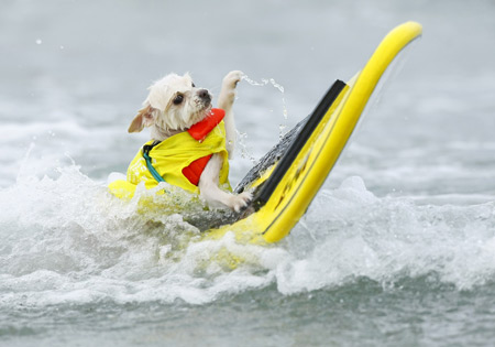 ~.~.~Doggies surf for love~.~.~