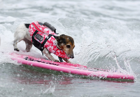 ~.~.~Doggies surf for love~.~.~