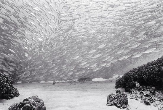 A school of fish 