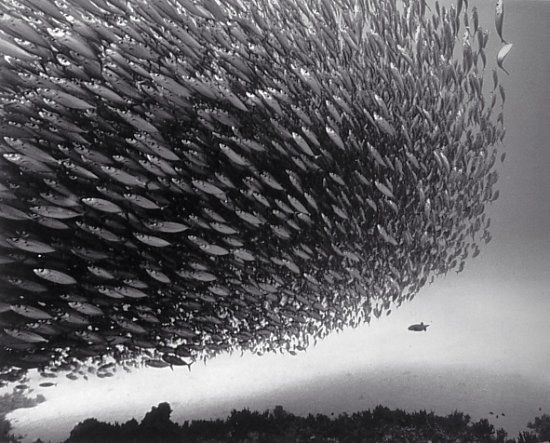 A school of fish 