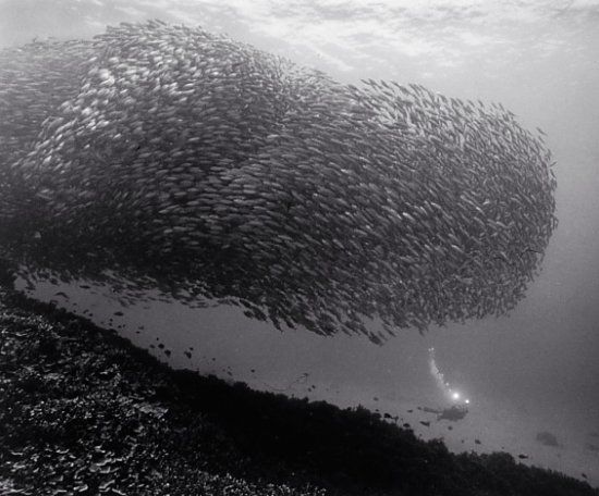 A school of fish 