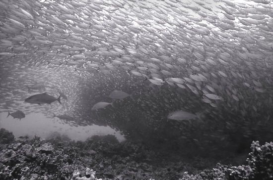 A school of fish 