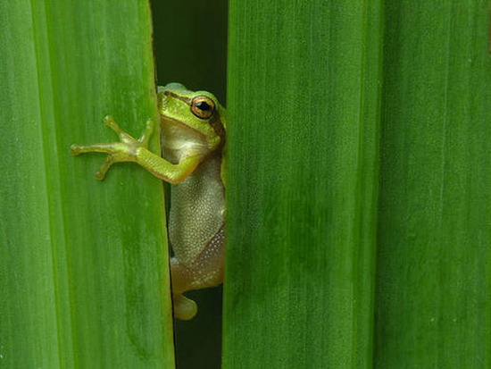 In the Grass