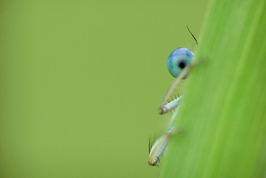 In the Grass