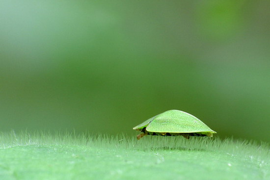 In the Grass