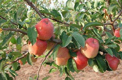 ต้นแอปเปิ้ล Apple Tree