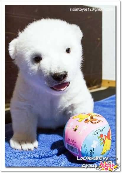 Cute Polar Bear / แม่น้ำใต้ทะเล ของจริงอยู่ที่เม็กซิโก