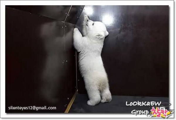 Cute Polar Bear / แม่น้ำใต้ทะเล ของจริงอยู่ที่เม็กซิโก