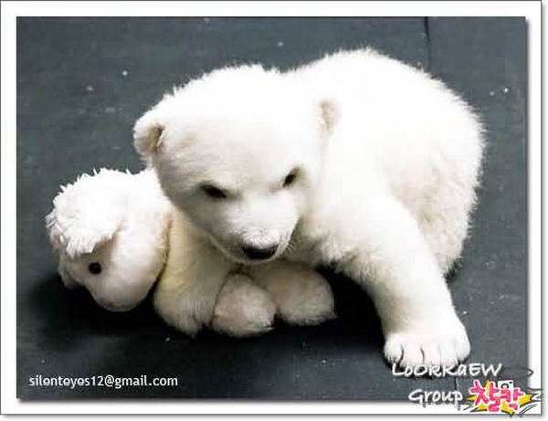 Cute Polar Bear / แม่น้ำใต้ทะเล ของจริงอยู่ที่เม็กซิโก