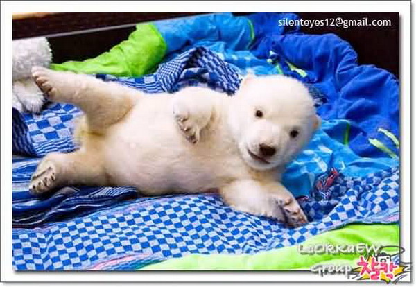 Cute Polar Bear / แม่น้ำใต้ทะเล ของจริงอยู่ที่เม็กซิโก