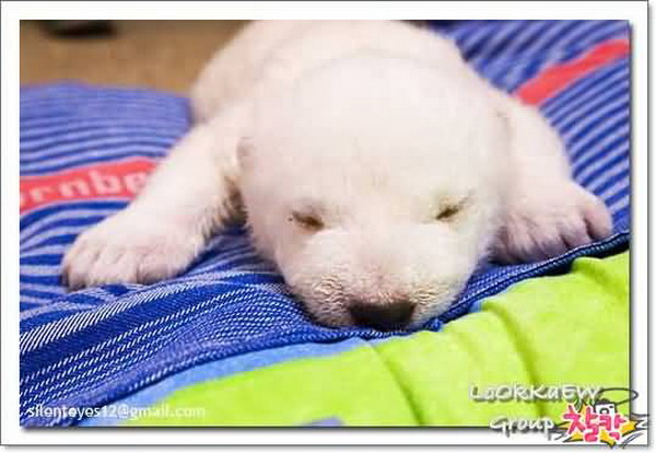 Cute Polar Bear / แม่น้ำใต้ทะเล ของจริงอยู่ที่เม็กซิโก