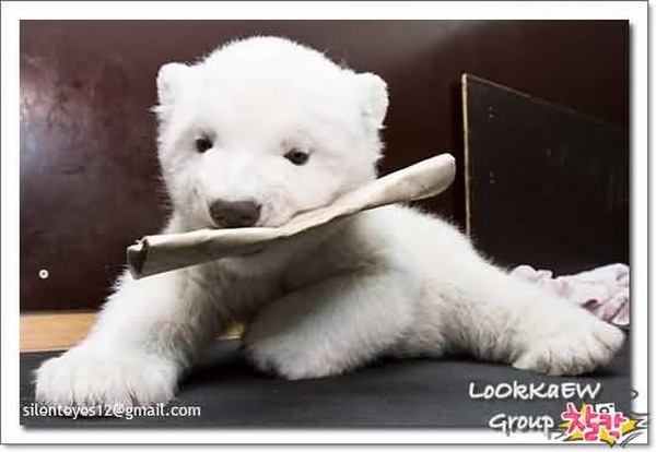 Cute Polar Bear / แม่น้ำใต้ทะเล ของจริงอยู่ที่เม็กซิโก